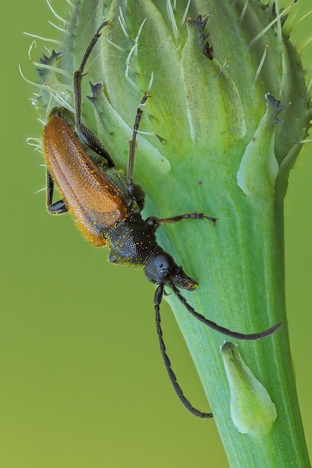 Nazwa:  zmorsznik mały249546mf.jpg
Wyświetleń: 48
Rozmiar:  365,3 KB