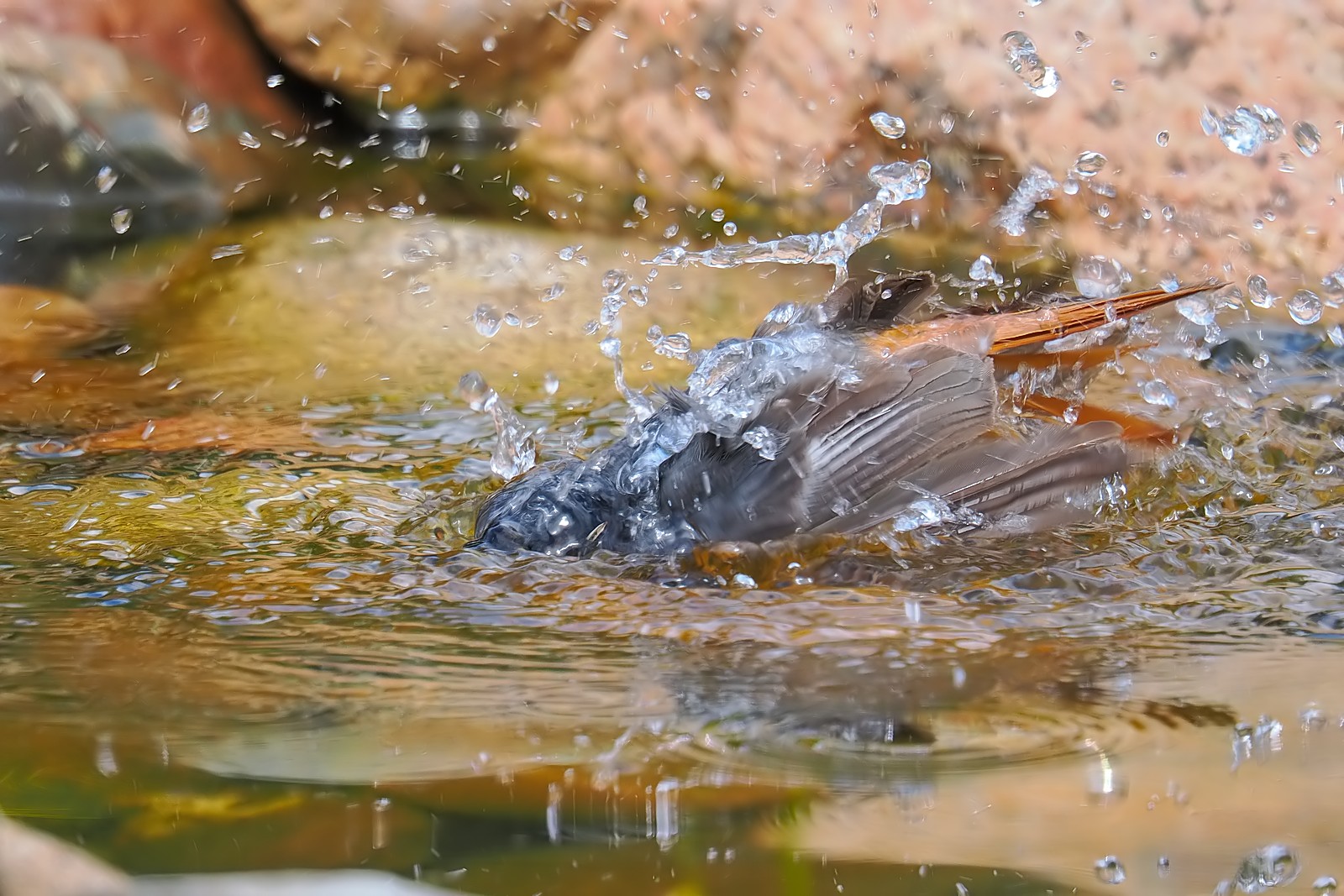 Nazwa:  kopciuszek224830jf.jpg
Wyświetleń: 105
Rozmiar:  385,3 KB