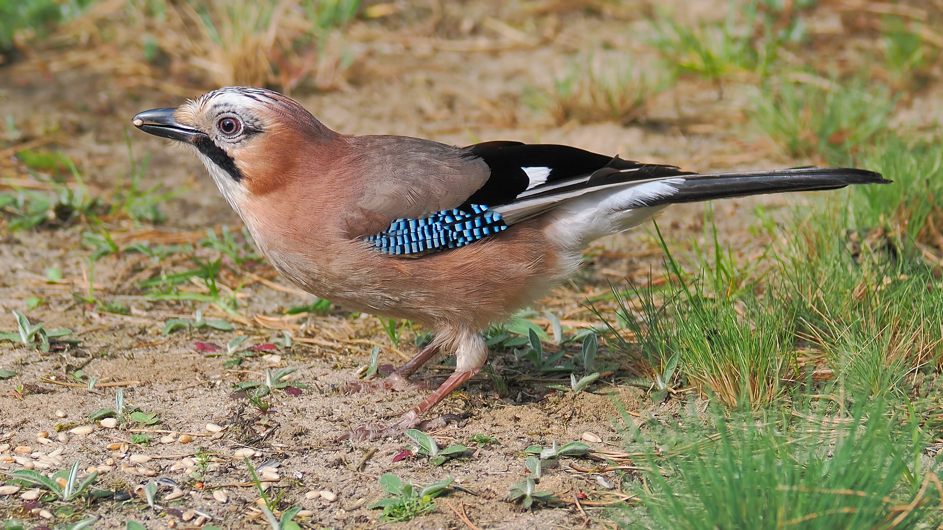 Nazwa:  sójka195729jf.jpg
Wyświetleń: 97
Rozmiar:  678,7 KB