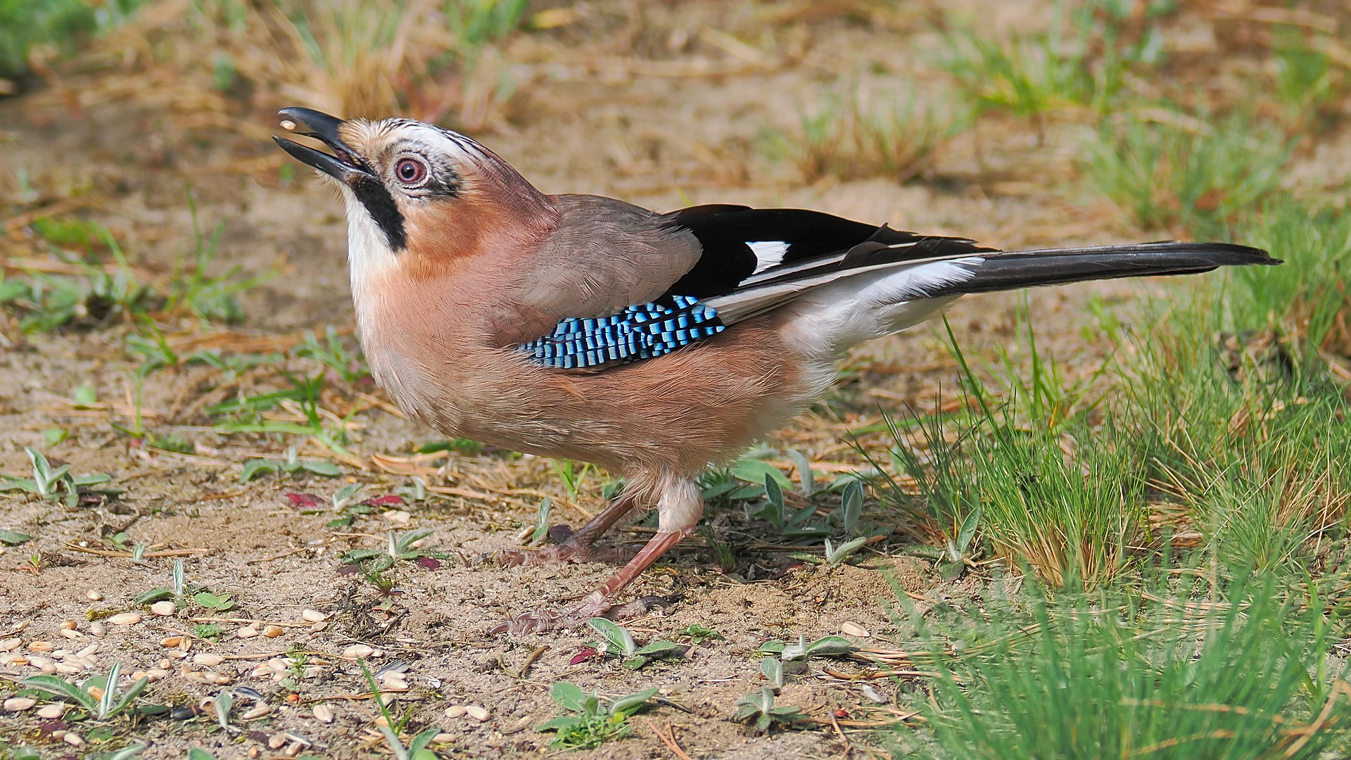 Nazwa:  sójka195731jf.jpg
Wyświetleń: 94
Rozmiar:  710,0 KB