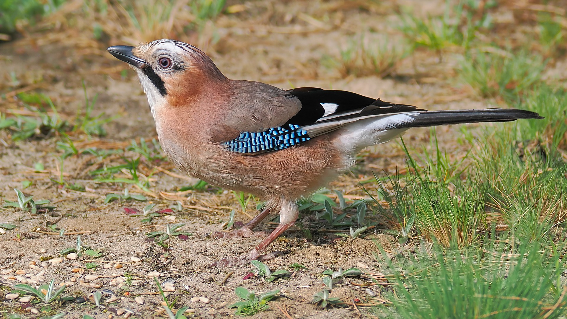 Nazwa:  sójka195732jf.jpg
Wyświetleń: 94
Rozmiar:  688,6 KB
