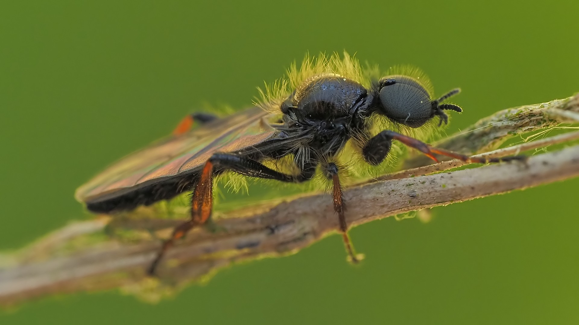 Nazwa:  leń siwowłosy157323jf.jpg
Wyświetleń: 35
Rozmiar:  229,5 KB