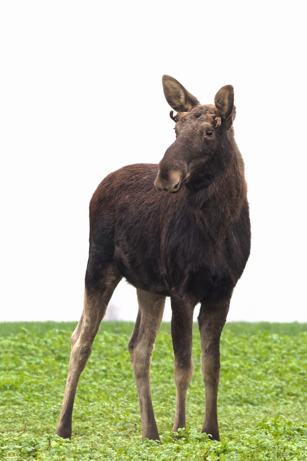 Nazwa:  łoś.jpg
Wyświetleń: 33
Rozmiar:  766,9 KB