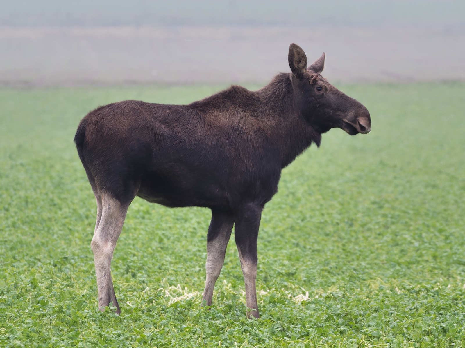 Nazwa:  łoś (2).jpg
Wyświetleń: 35
Rozmiar:  1,18 MB