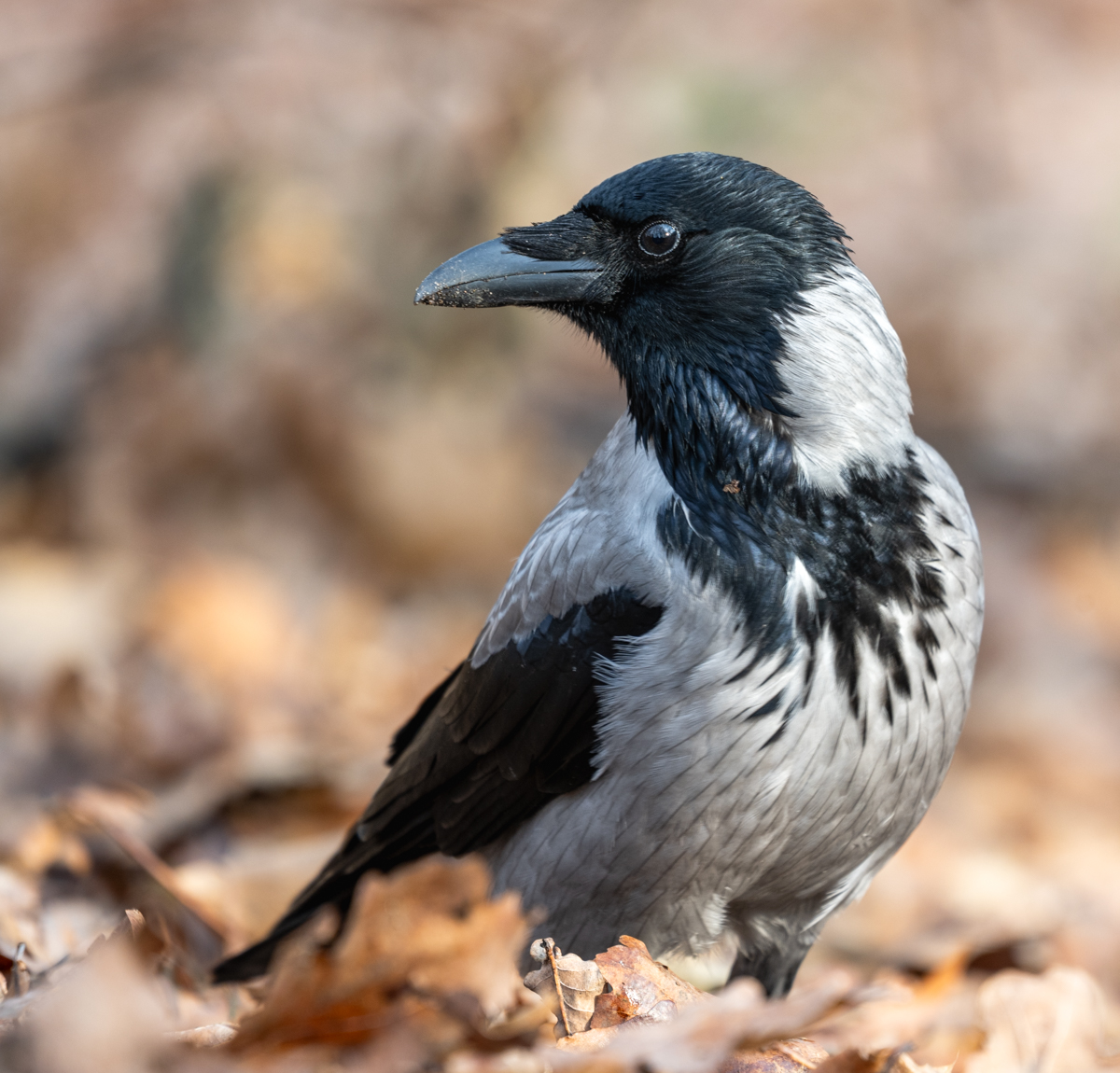 Nazwa:  _SZR6373.jpg
Wyświetleń: 70
Rozmiar:  702,2 KB