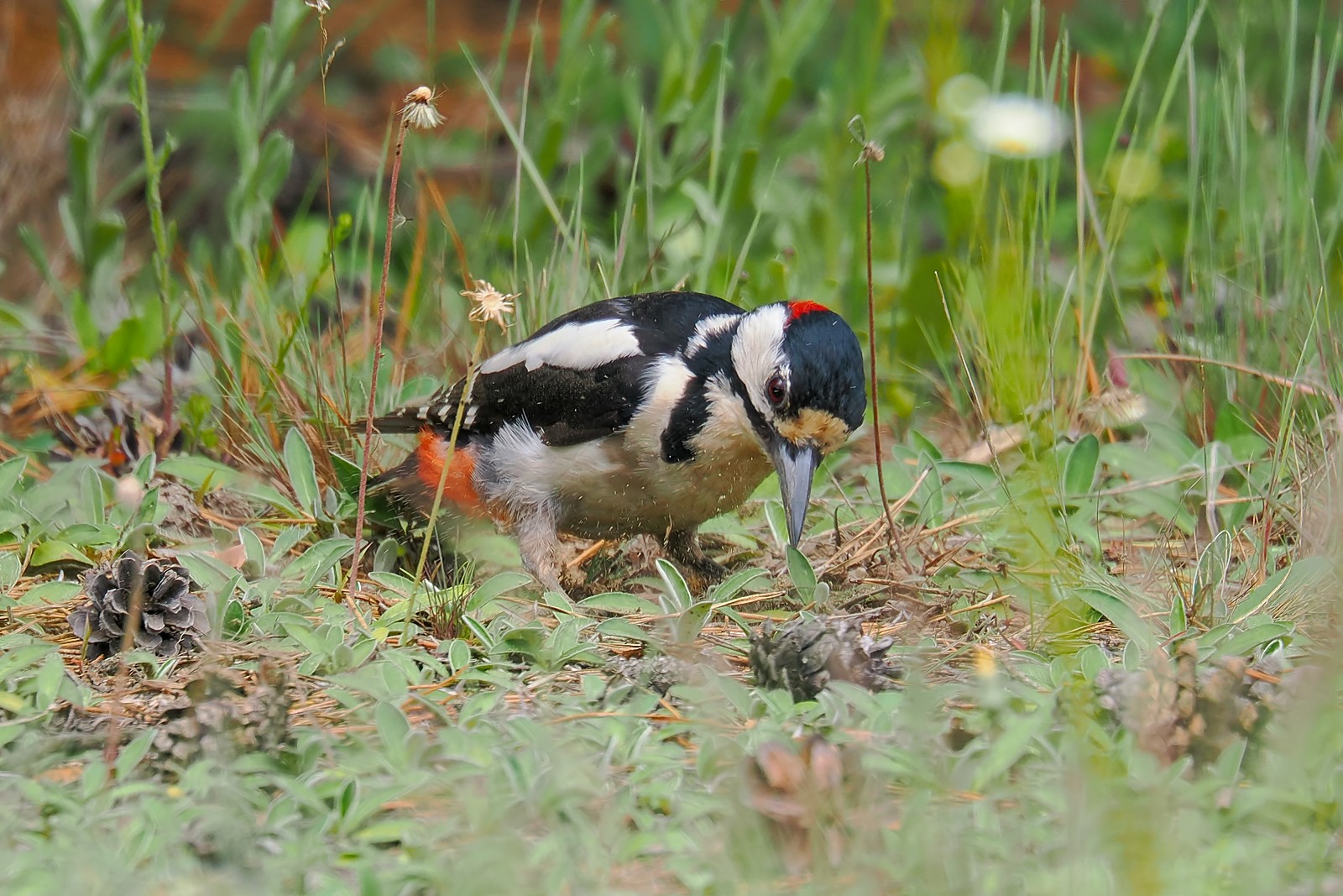 Nazwa:  dzięcioł duży254884jf.jpg
Wyświetleń: 70
Rozmiar:  408,7 KB