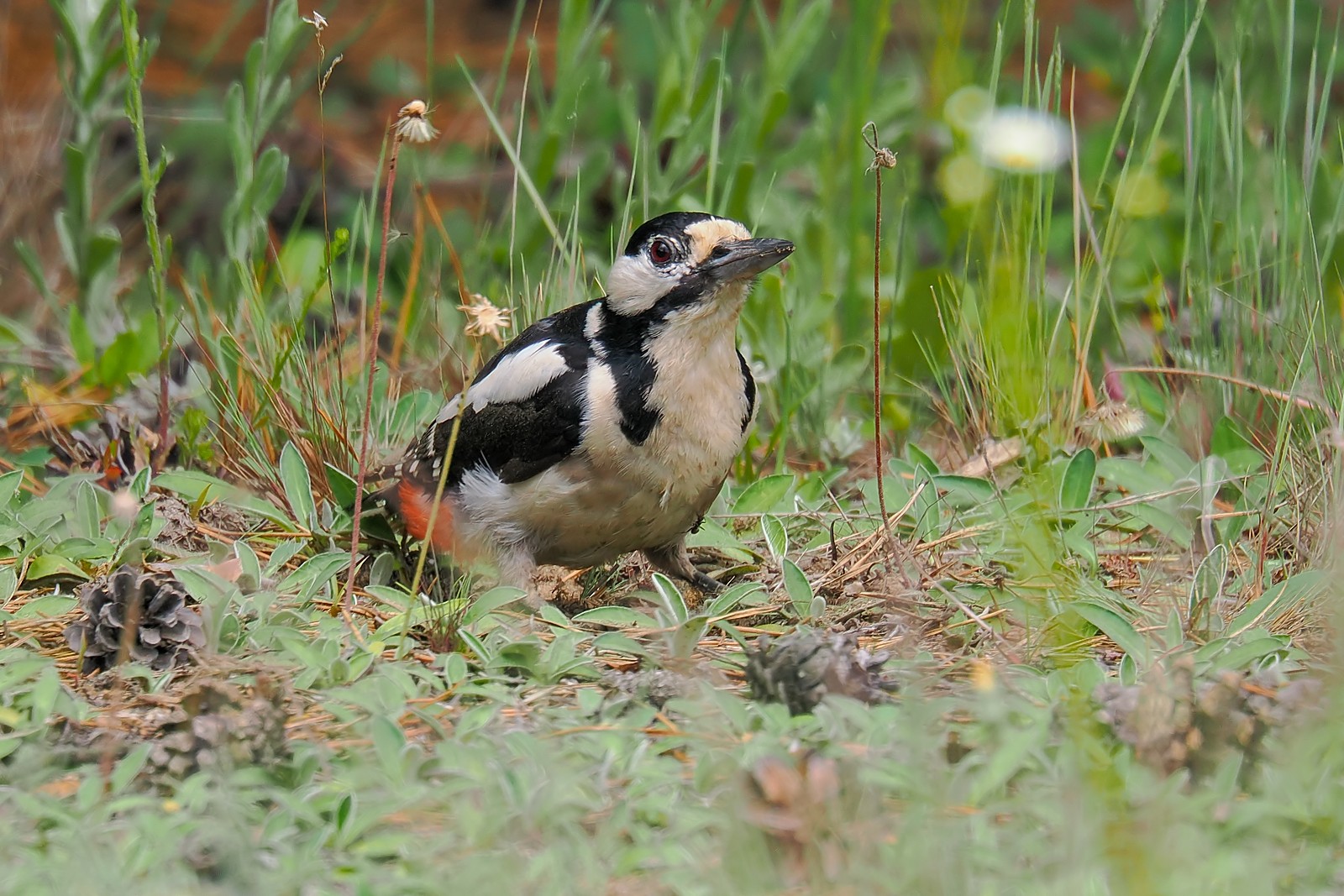 Nazwa:  dzięcioł duży254889jf.jpg
Wyświetleń: 65
Rozmiar:  420,0 KB