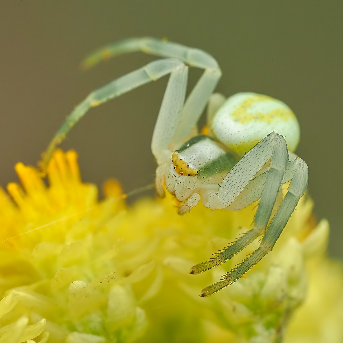 Nazwa:  kwietnik102853mf.jpg
Wyświetleń: 65
Rozmiar:  145,0 KB