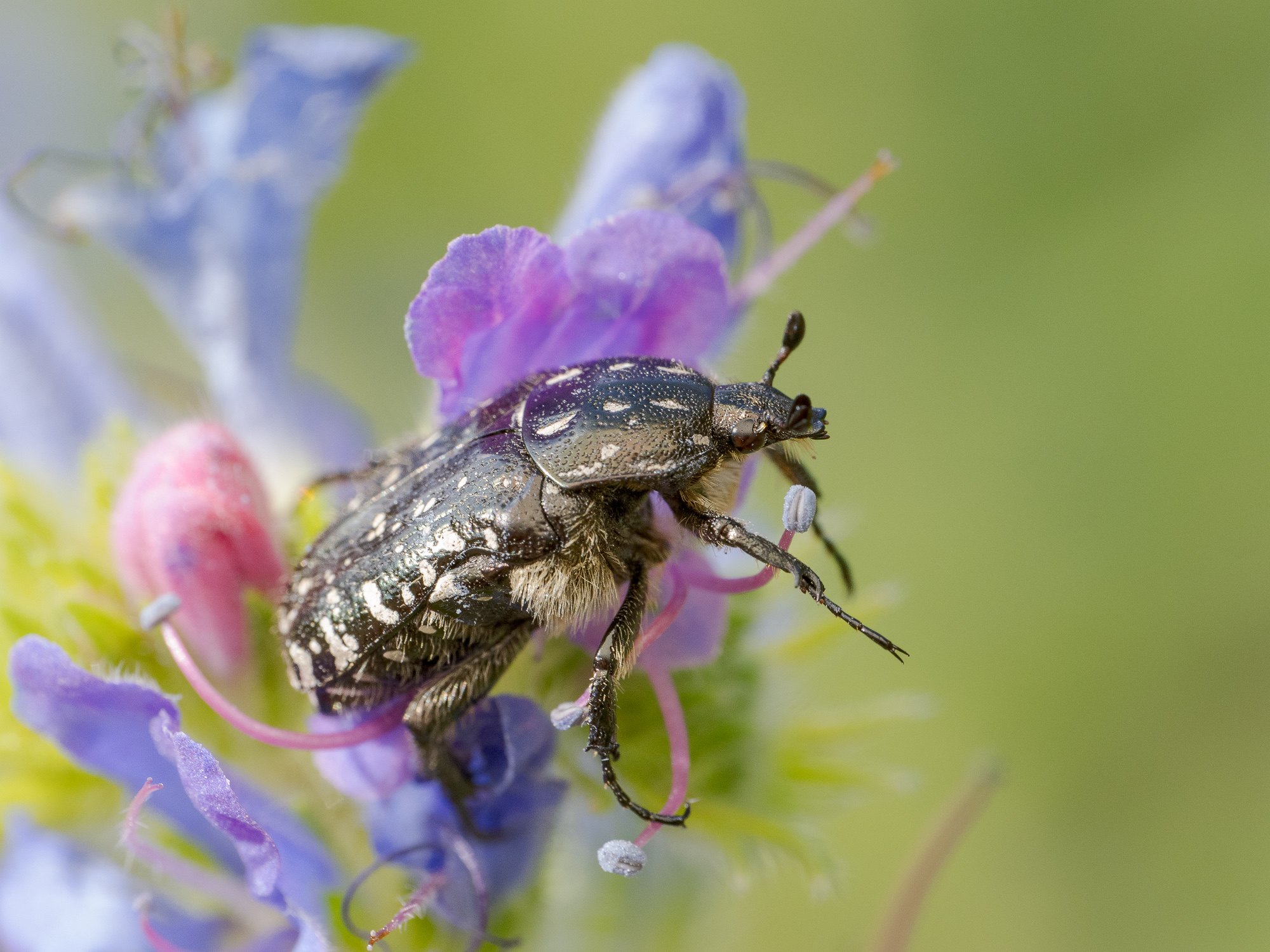 Nazwa:  Oxythyrea funesta - Łanocha pobrzęcz - 20250705_152253_2000.jpg
Wyświetleń: 69
Rozmiar:  1,06 MB