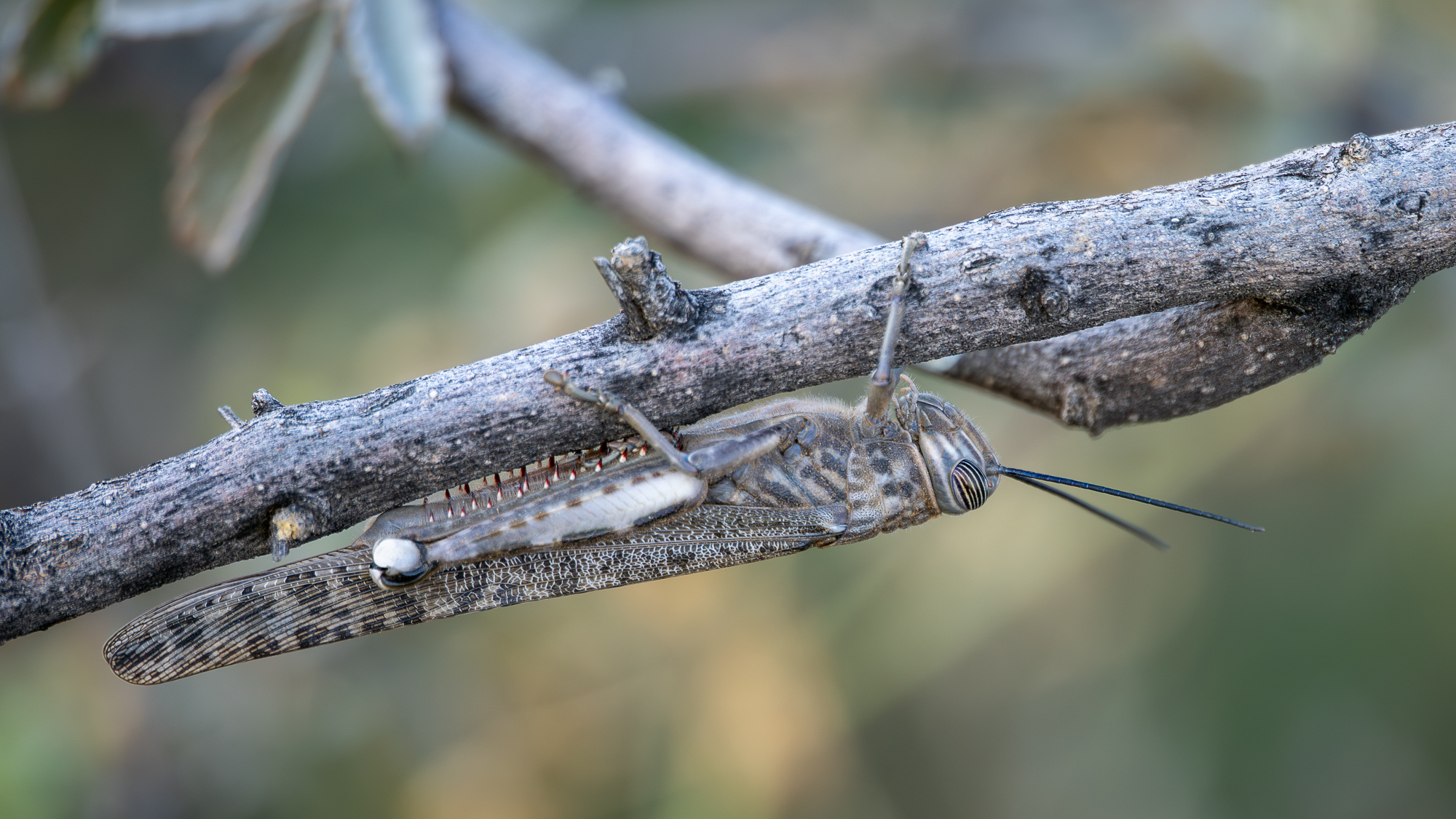 Nazwa:  Anacridium moestum - 20250627_164120_2000.jpg
Wyświetleń: 20
Rozmiar:  1,02 MB