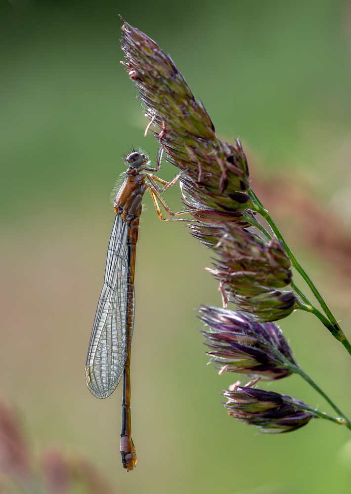 Nazwa:  _JJB4516-2.jpg
Wyświetleń: 62
Rozmiar:  414,0 KB