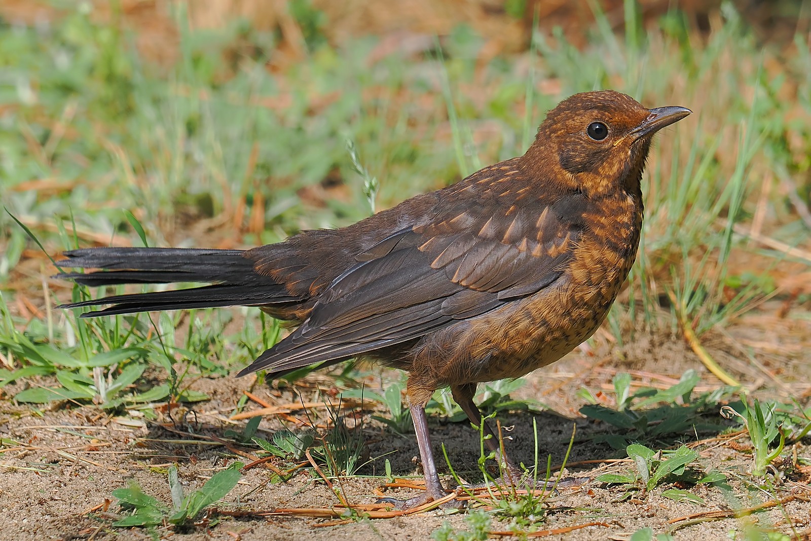 Nazwa:  kos270998jf.jpg
Wyświetleń: 58
Rozmiar:  538,5 KB