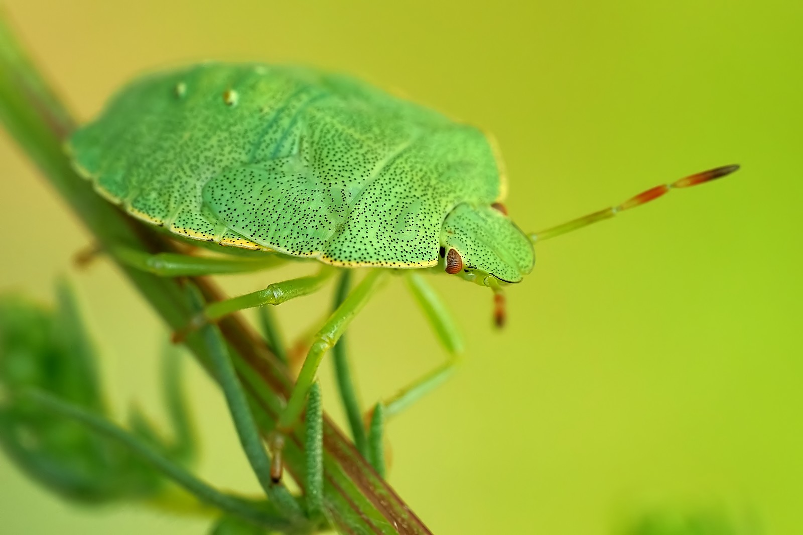 Nazwa:  odorek094232mf.jpg
Wyświetleń: 63
Rozmiar:  165,9 KB