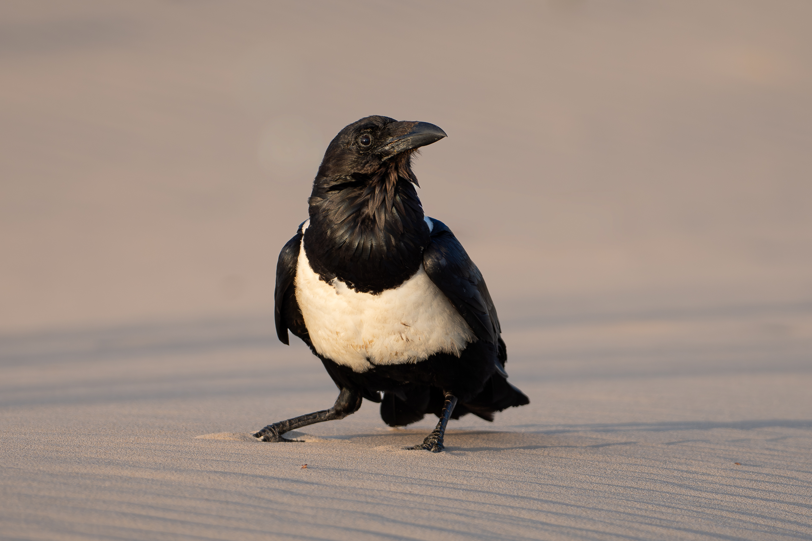 Nazwa:  PB091176.jpg
Wyświetleń: 28
Rozmiar:  1,76 MB