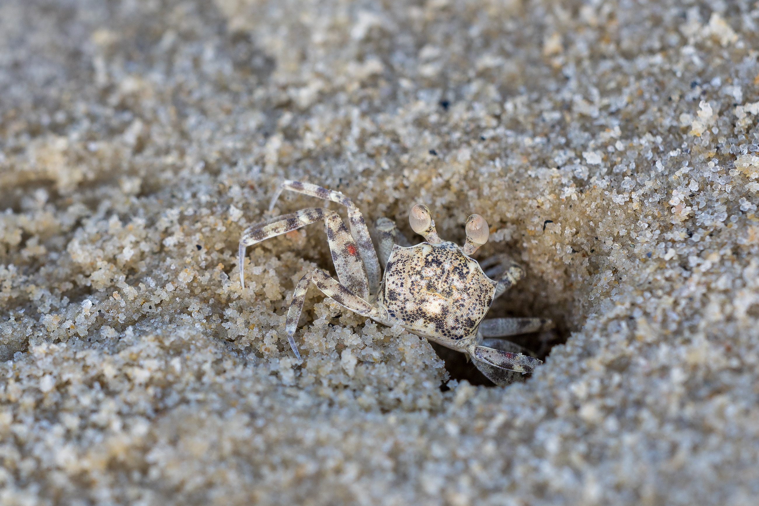 Nazwa:  PB091126-2.jpg
Wyświetleń: 30
Rozmiar:  3,31 MB