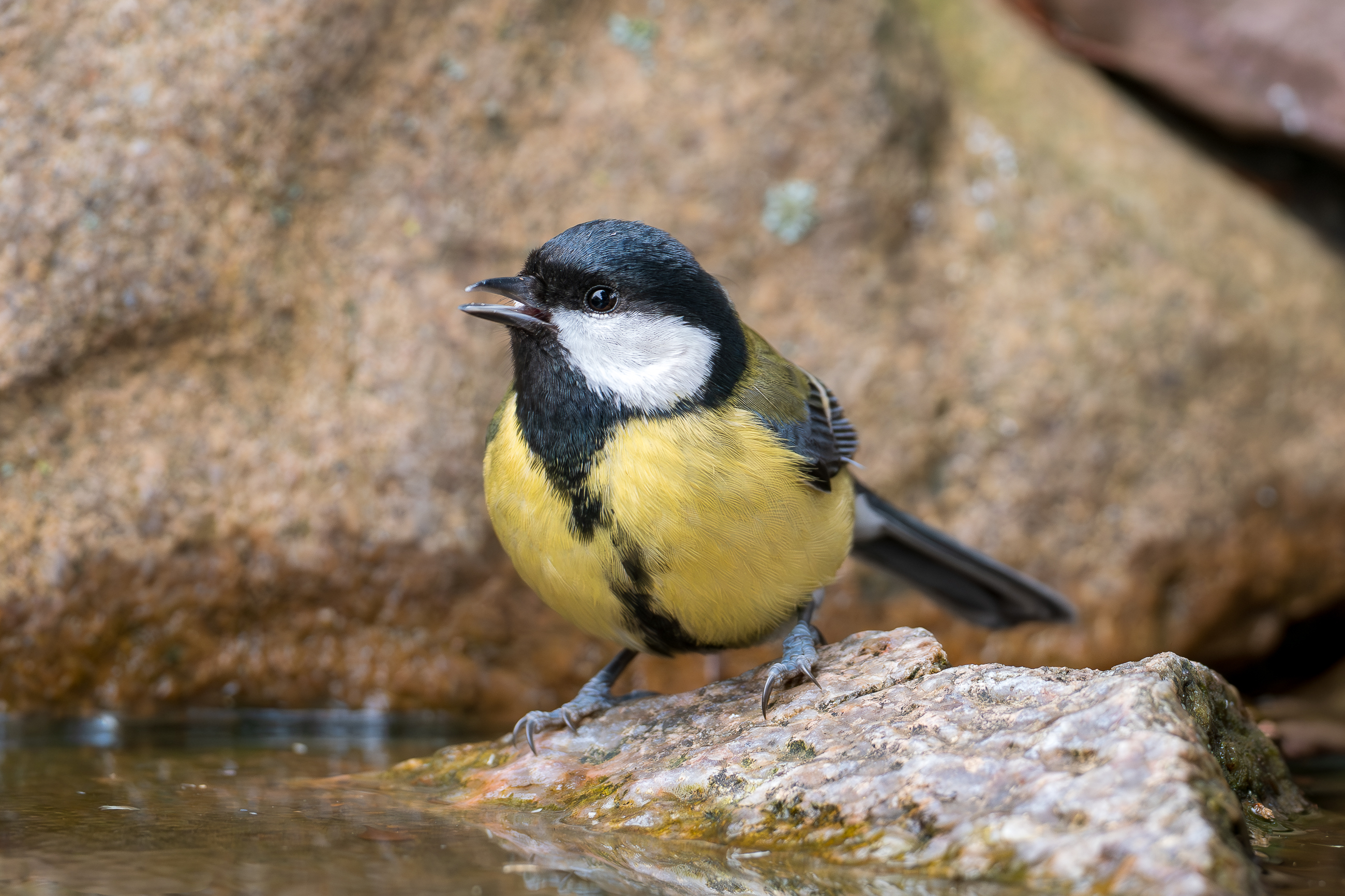 Nazwa:  PC070011.jpg
Wyświetleń: 63
Rozmiar:  2,55 MB