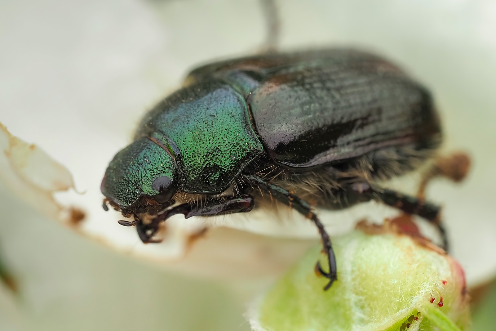 Nazwa:  ogrodnica071344mf.jpg
Wyświetleń: 34
Rozmiar:  204,7 KB