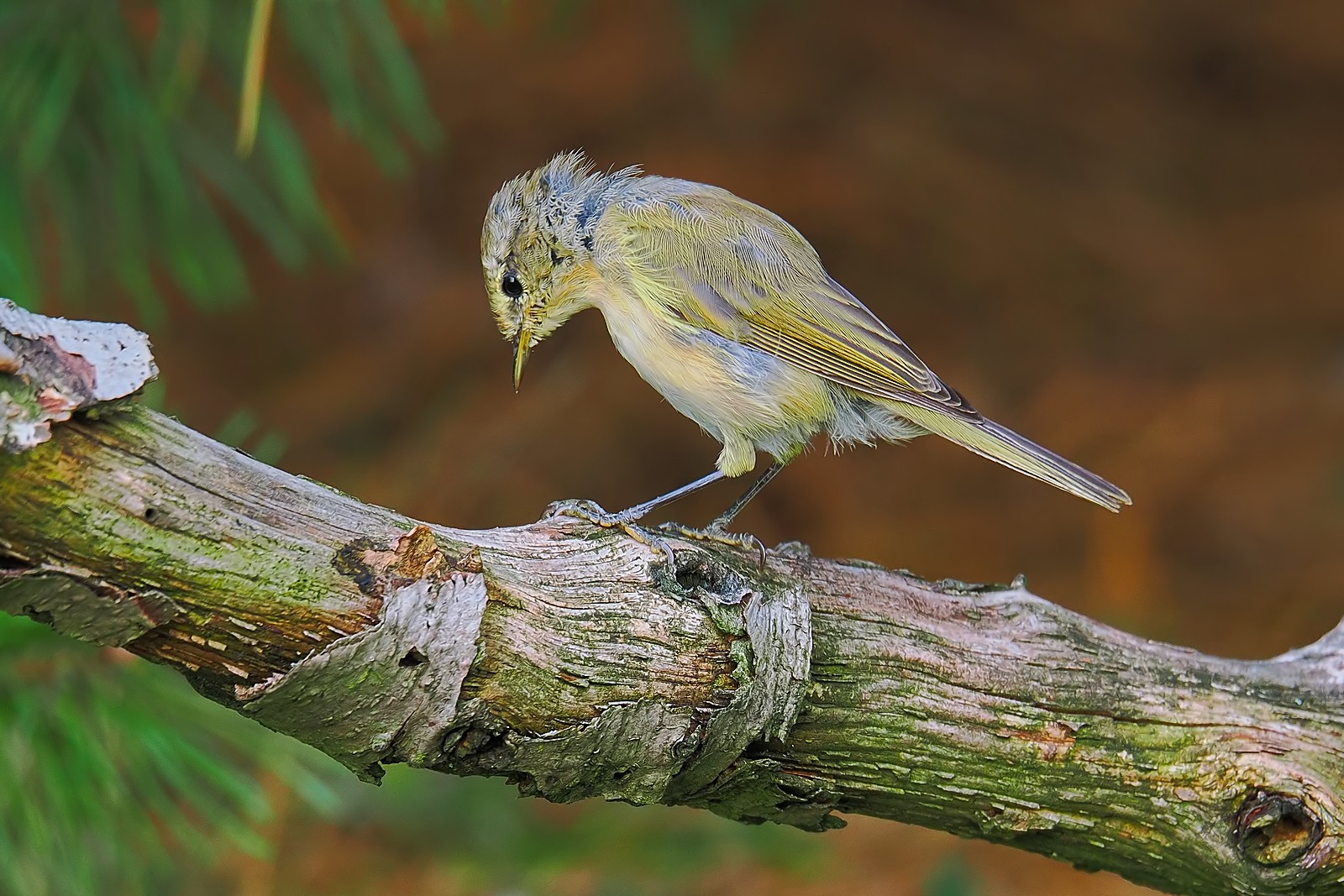 Nazwa:  pierwiosnek104250,1jf.jpg
Wyświetleń: 39
Rozmiar:  404,7 KB