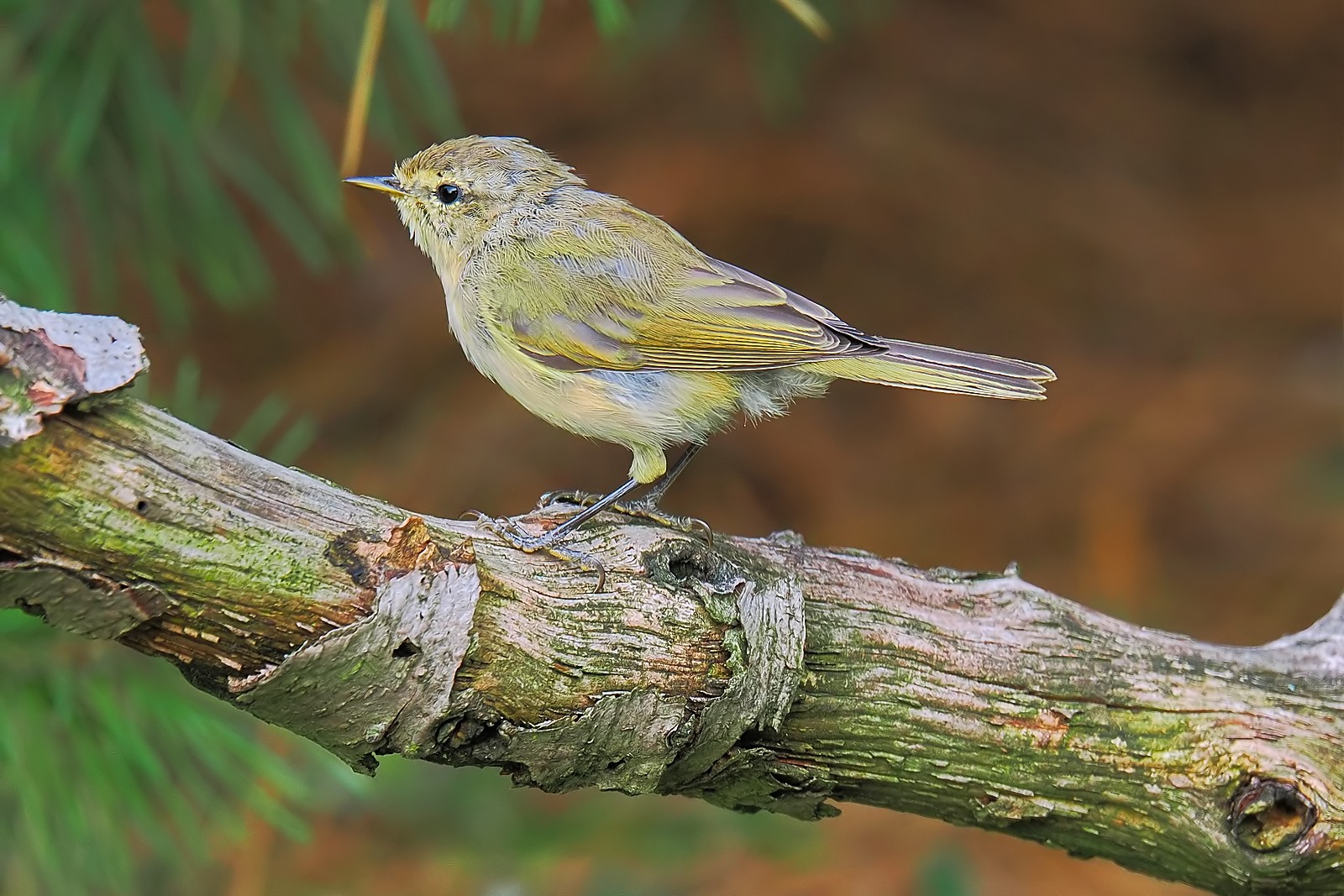 Nazwa:  pierwiosnek104368jf.jpg
Wyświetleń: 36
Rozmiar:  388,0 KB