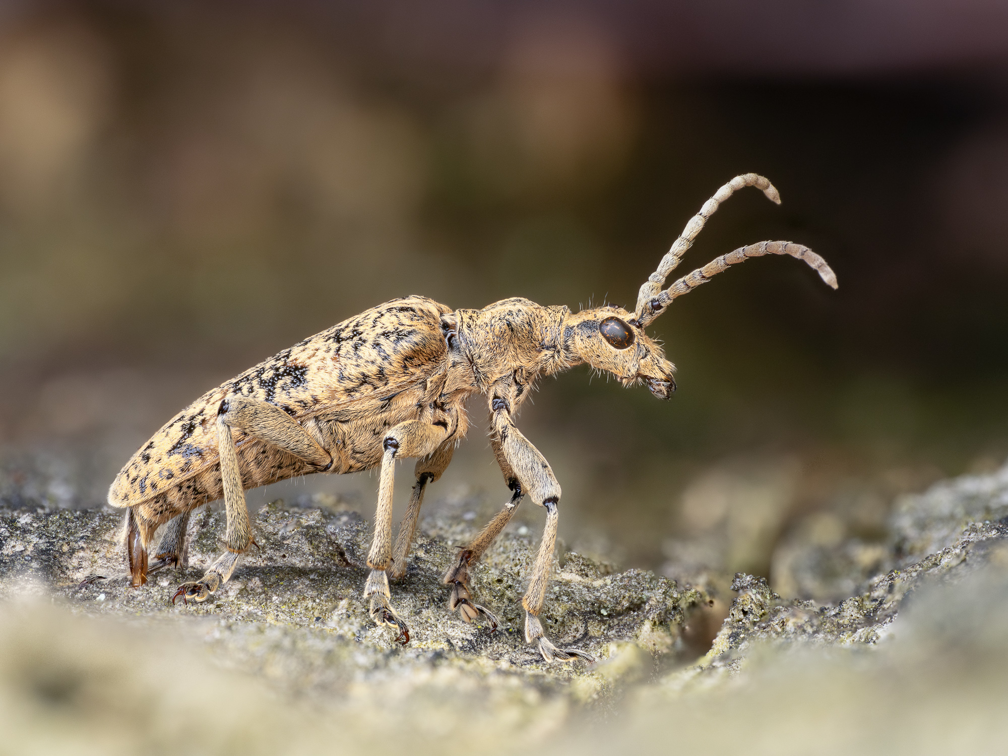 Nazwa:  Rhagium sycophanta - Rębacz dębowiec - 20250603_173734_2000.jpg
Wyświetleń: 43
Rozmiar:  1,21 MB