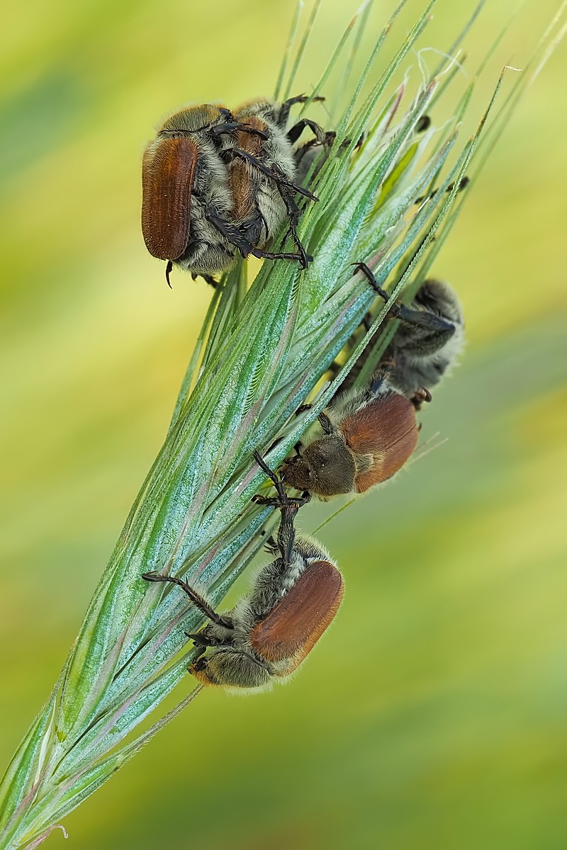 Nazwa:  nałanki kłośce241714mf.jpg
Wyświetleń: 37
Rozmiar:  214,6 KB