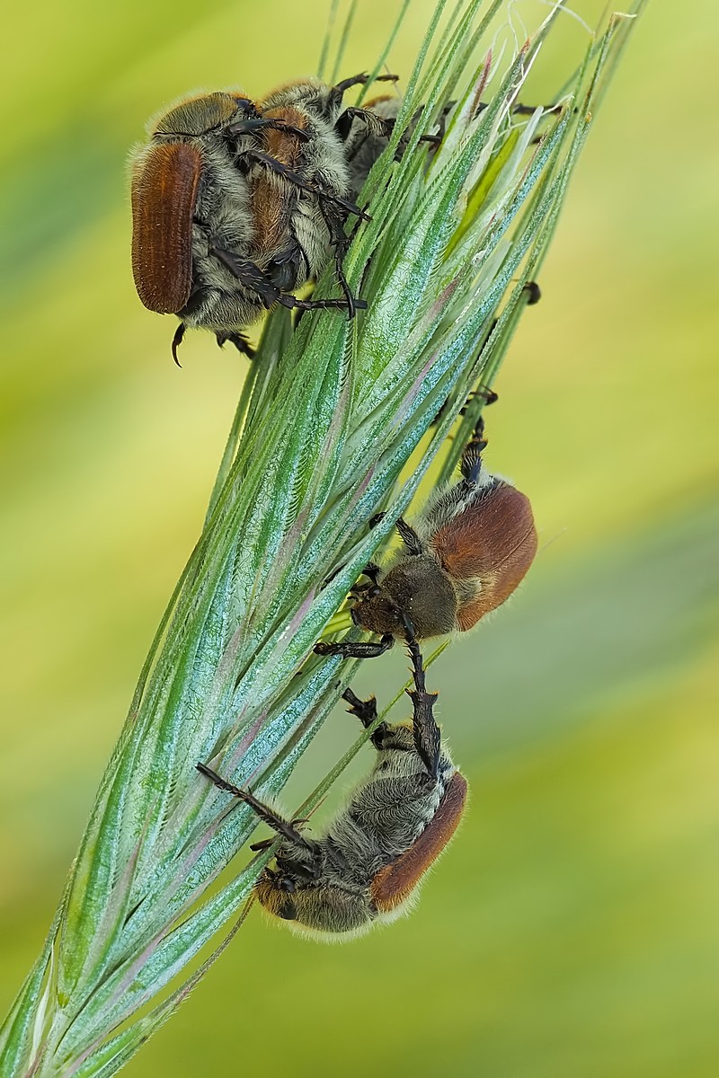 Nazwa:  nałanki kłośce241726mf.jpg
Wyświetleń: 33
Rozmiar:  247,3 KB