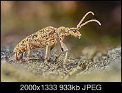 Kliknij obrazek, aby uzyskać większą wersję

Nazwa:	Rhagium sycophanta - Rębacz dębowiec - 20250603_173734_2000a.jpg
Wyświetleń:	10
Rozmiar:	933,0 KB
ID:	270726