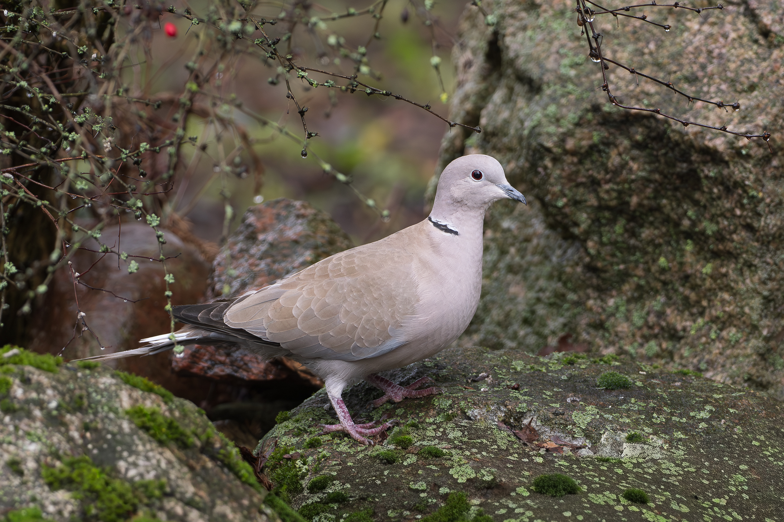 Nazwa:  PC110051-2.jpg
Wyświetleń: 120
Rozmiar:  3,18 MB