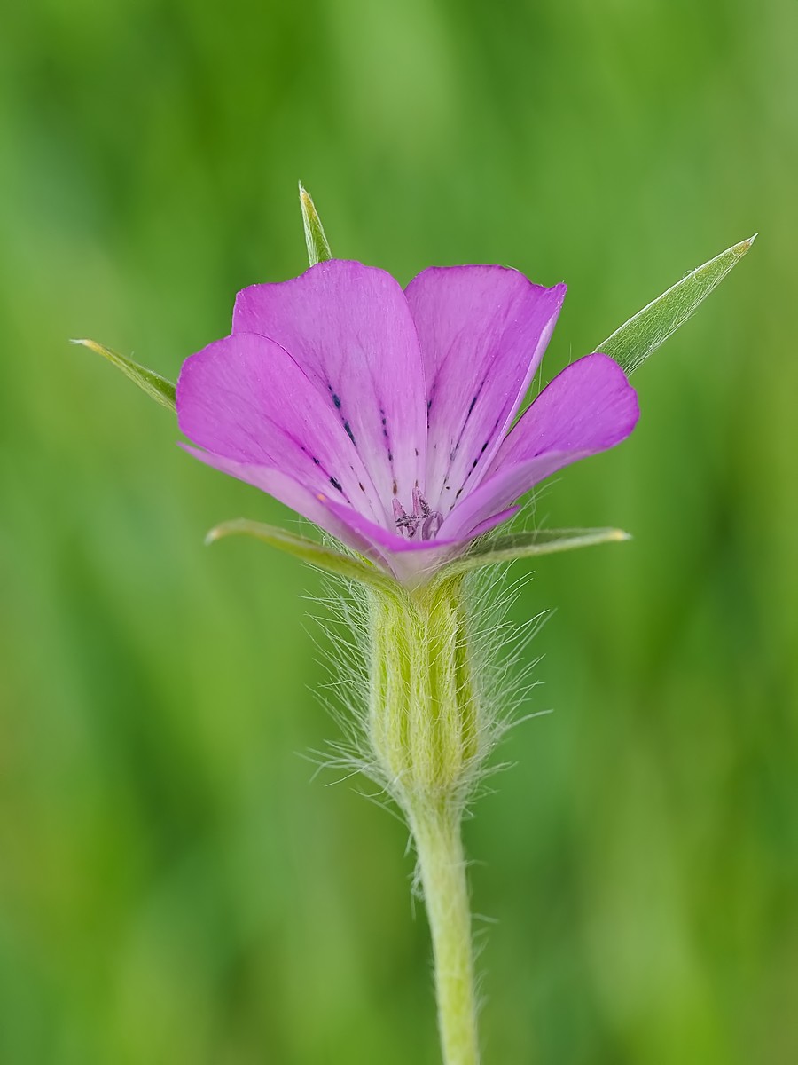 Nazwa:  kąkol246624mf.jpg
Wyświetleń: 13
Rozmiar:  111,8 KB