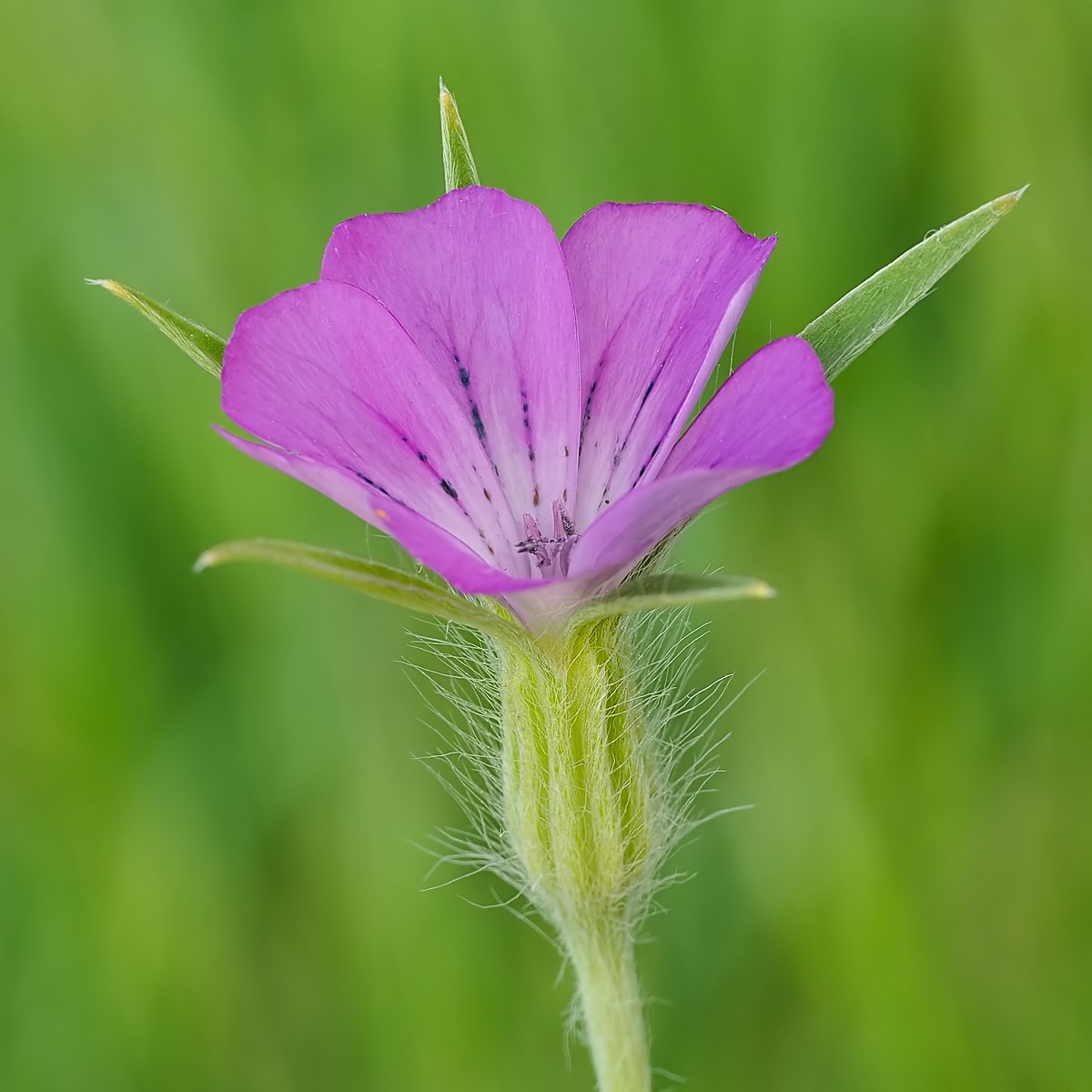 Nazwa:  kąkol246640mf.jpg
Wyświetleń: 15
Rozmiar:  155,6 KB