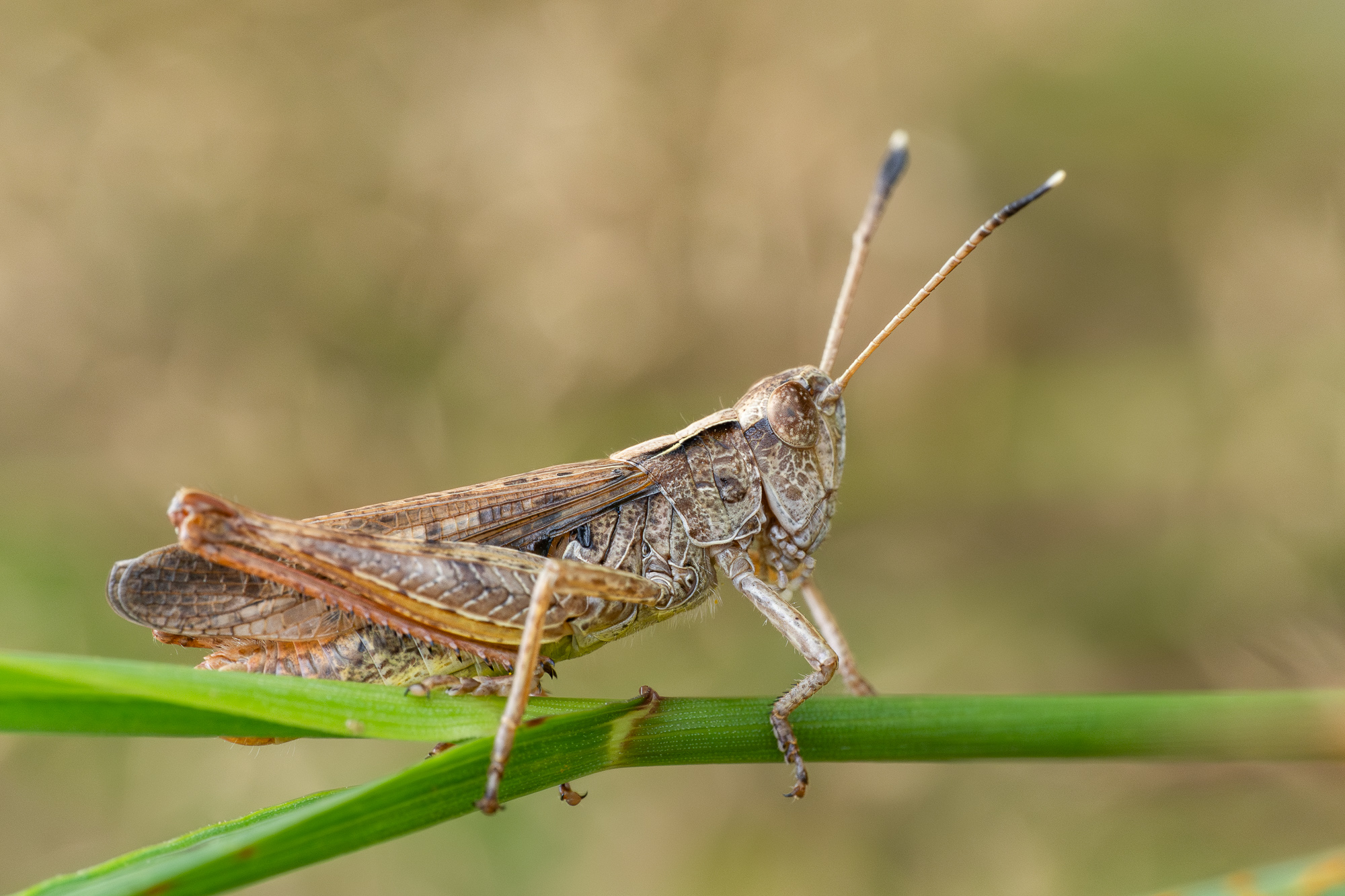 Nazwa:  Chorthippus sp. - Konik polny - 20250726_102758_2000.jpg
Wyświetleń: 15
Rozmiar:  920,4 KB