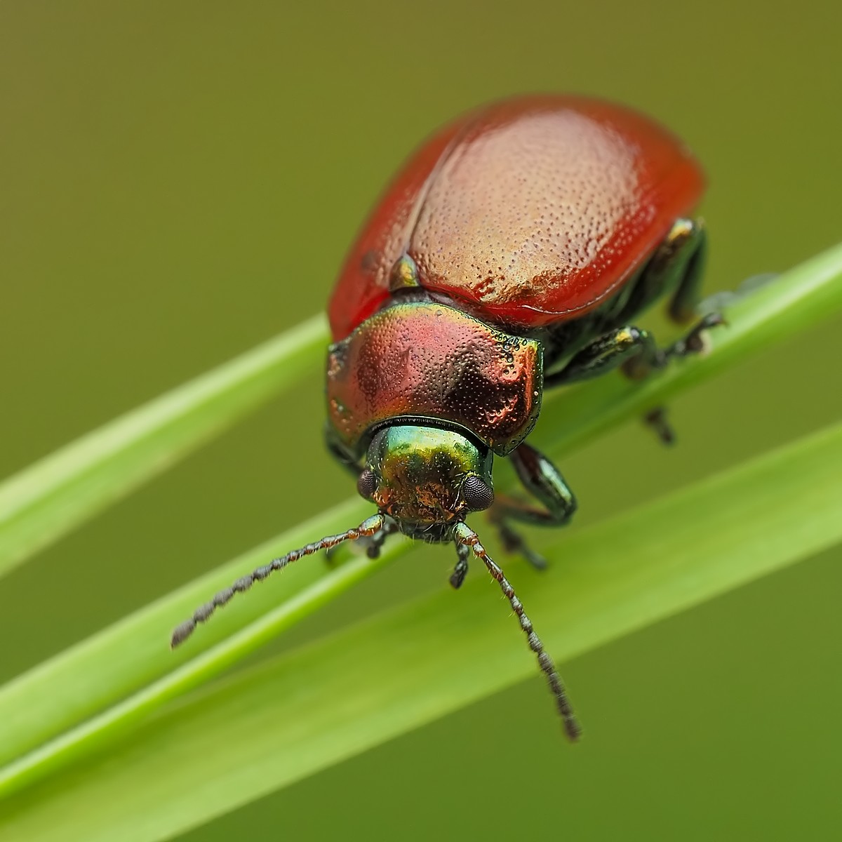 Nazwa:  złotka cynobrowa243731mf.jpg
Wyświetleń: 12
Rozmiar:  142,1 KB