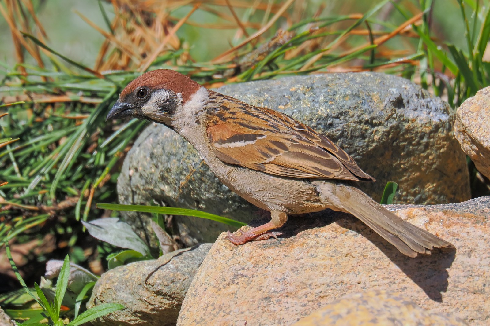 Nazwa:  mazurek280443jf.jpg
Wyświetleń: 96
Rozmiar:  457,5 KB
