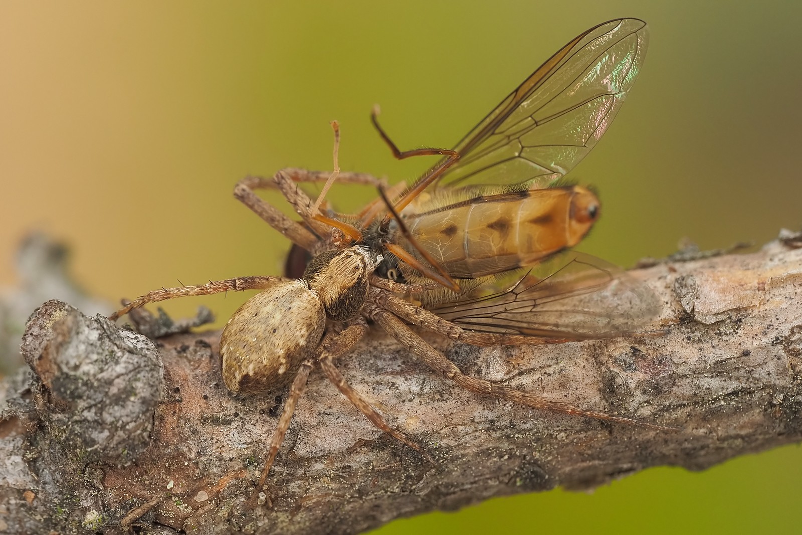 Nazwa:  ślizgun244244mf.jpg
Wyświetleń: 8
Rozmiar:  403,9 KB