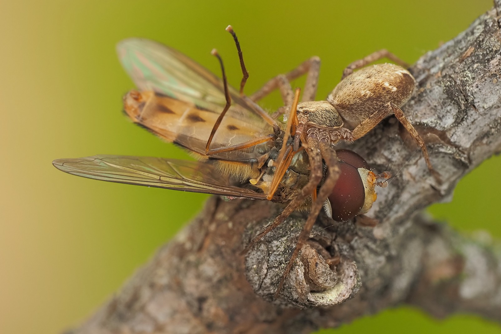 Nazwa:  ślizgun244302mf.jpg
Wyświetleń: 8
Rozmiar:  264,8 KB