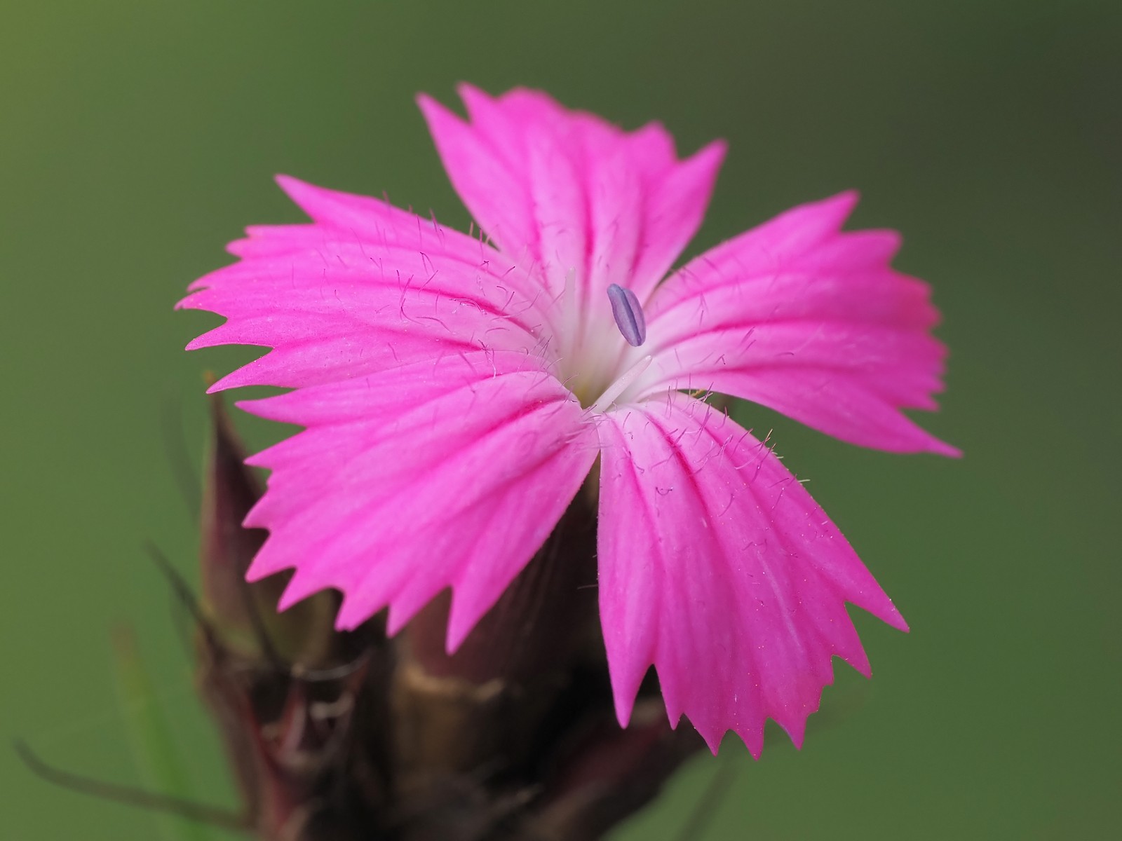 Nazwa:  goździk kartuzek249242mf.jpg
Wyświetleń: 10
Rozmiar:  168,1 KB