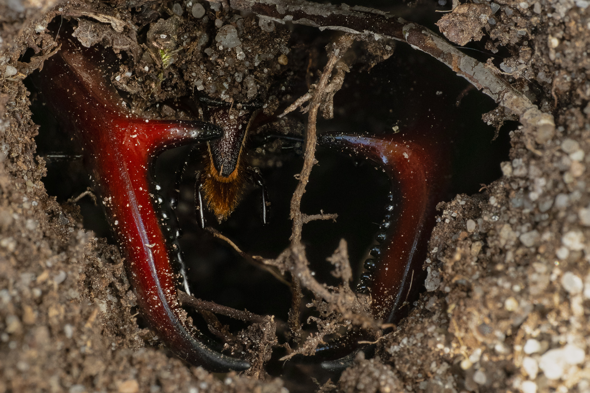 Nazwa:  Lucanus cervus - Jelonek rogacz - 20250525_172520_2000.jpg
Wyświetleń: 20
Rozmiar:  1,47 MB