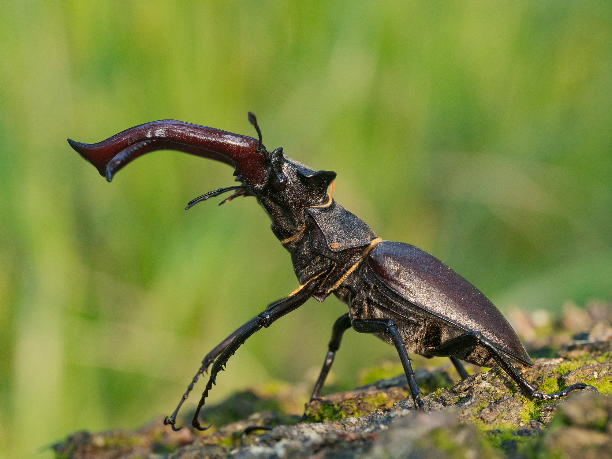 Nazwa:  Lucanus cervus - Jelonek rogacz - 20250603_180207_2000.jpg
Wyświetleń: 20
Rozmiar:  1,35 MB