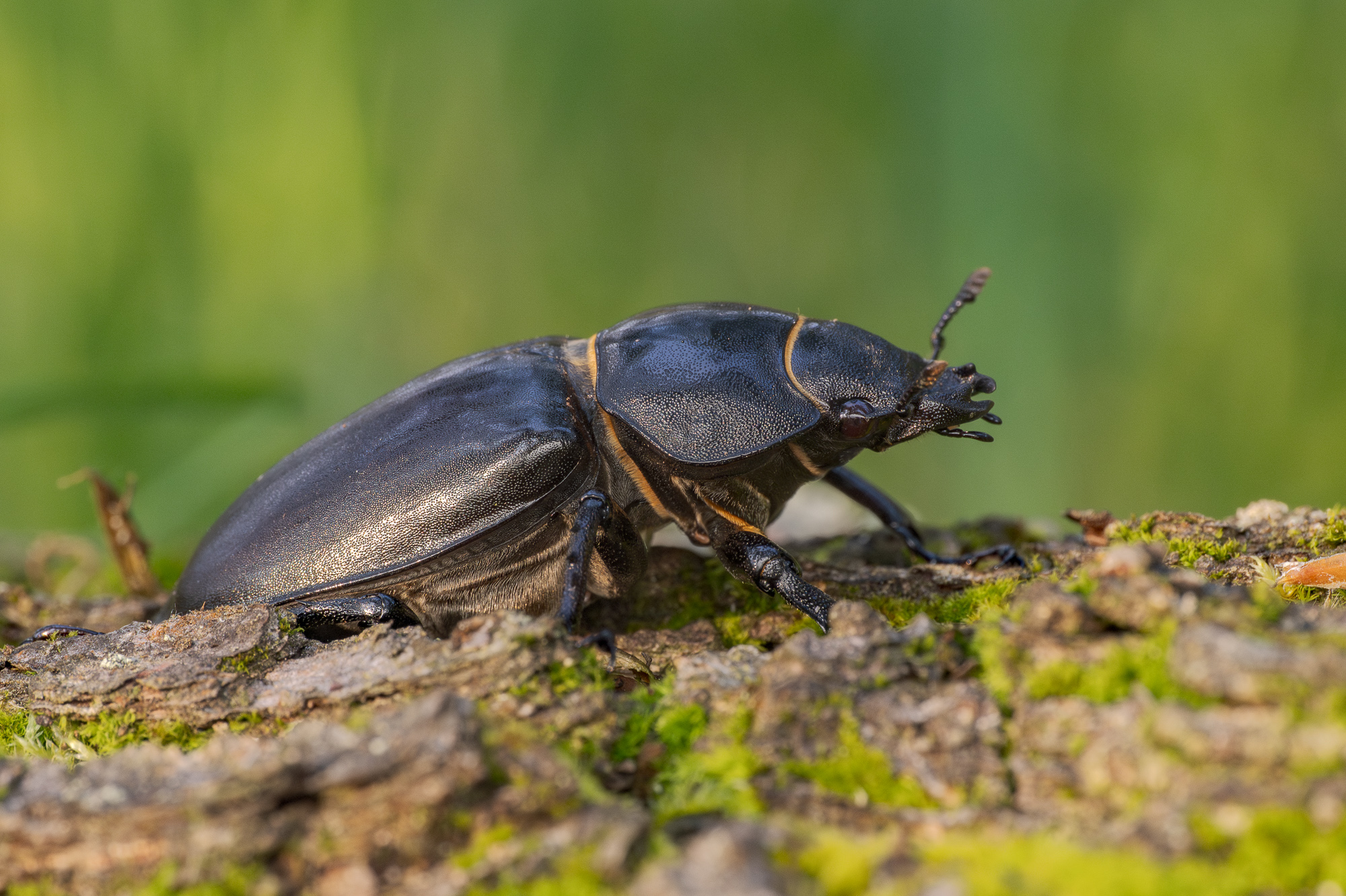 Nazwa:  Lucanus cervus - Jelonek rogacz - 20250603_175146_2000.jpg
Wyświetleń: 20
Rozmiar:  1,18 MB