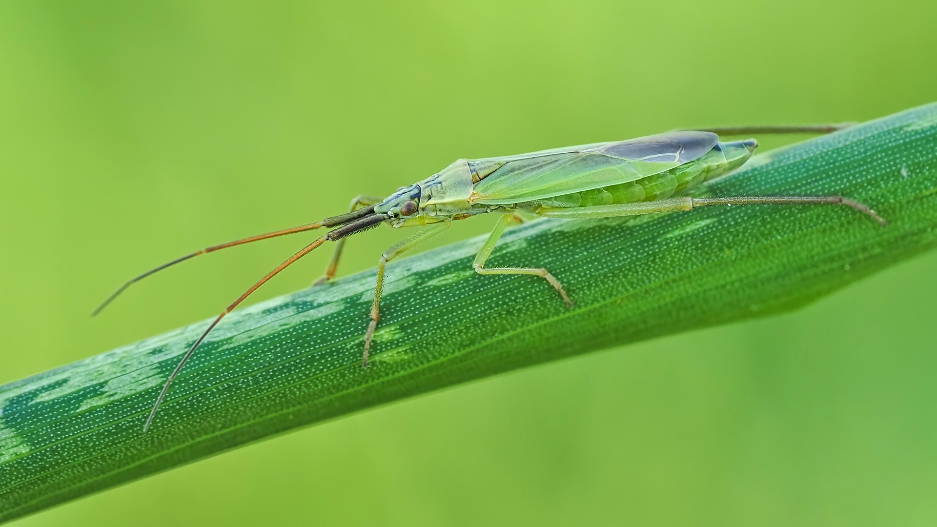 Nazwa:  ścięga252667mf.jpg
Wyświetleń: 84
Rozmiar:  234,0 KB