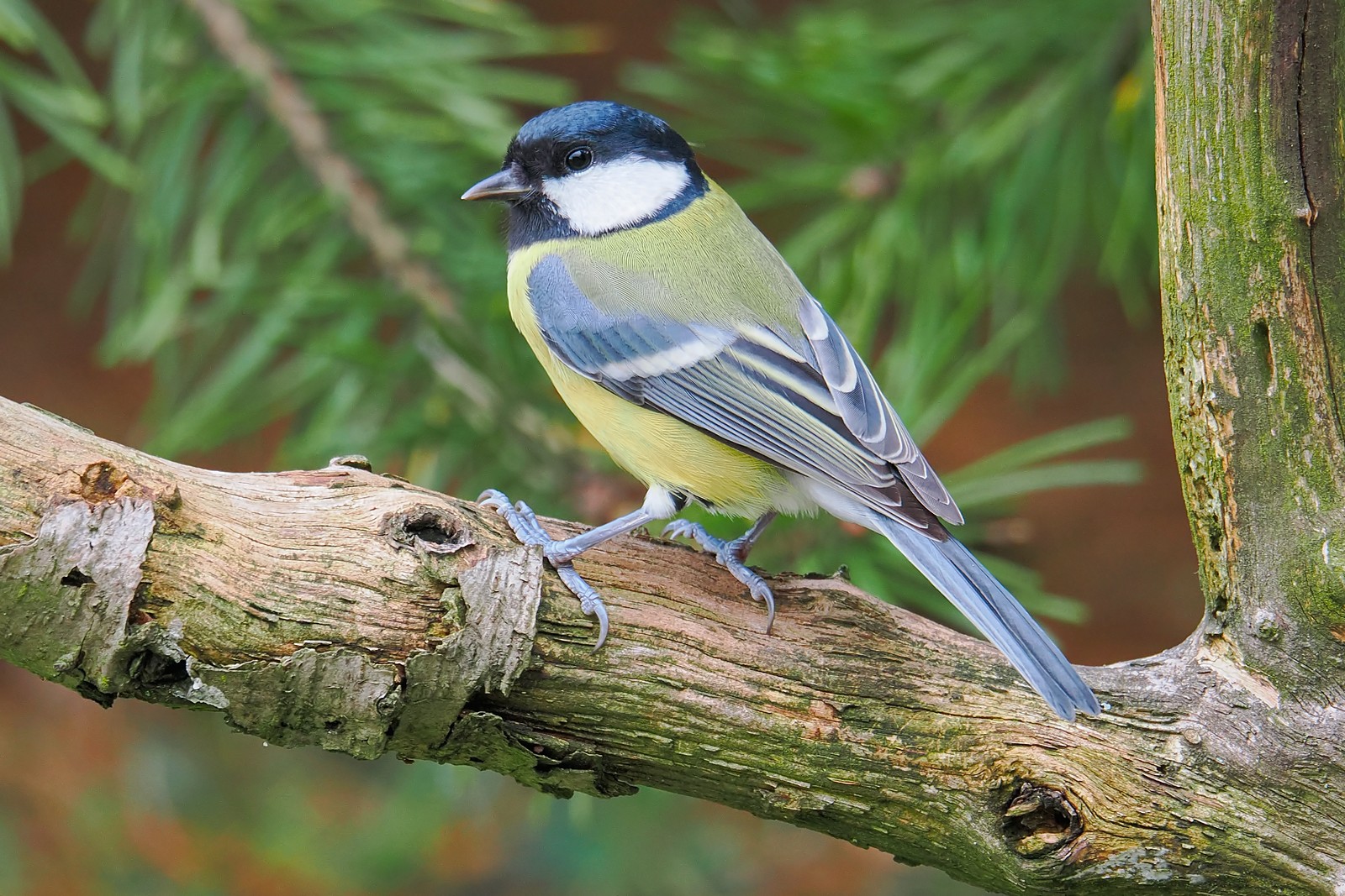 Nazwa:  bogatka140130jf.jpg
Wyświetleń: 76
Rozmiar:  496,2 KB