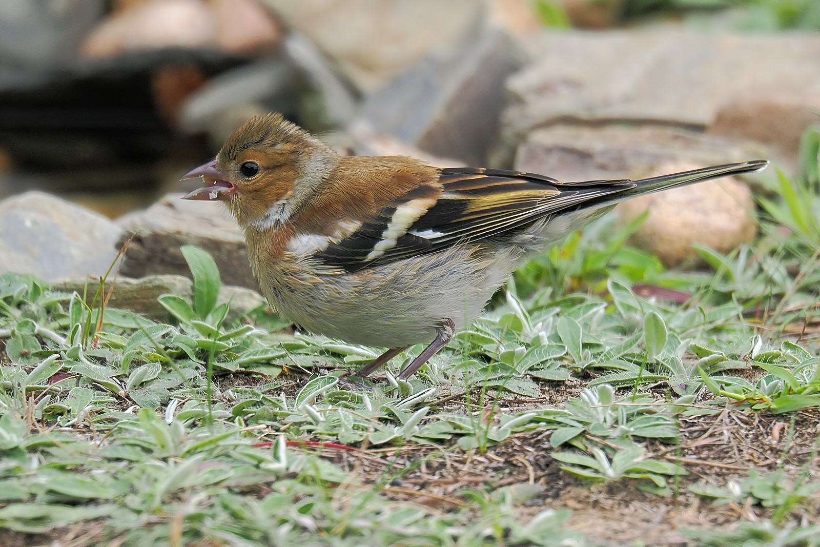 Nazwa:  zięba059815jf.jpg
Wyświetleń: 67
Rozmiar:  453,1 KB