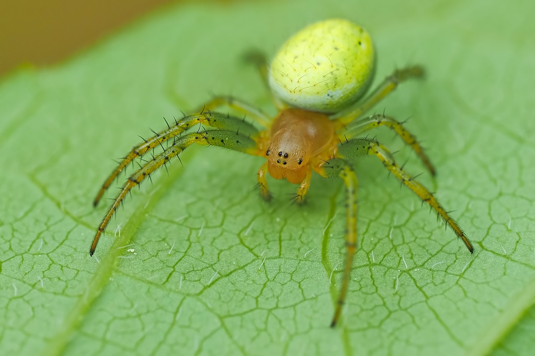 Nazwa:  nalistnik071170mf.jpg
Wyświetleń: 72
Rozmiar:  261,9 KB