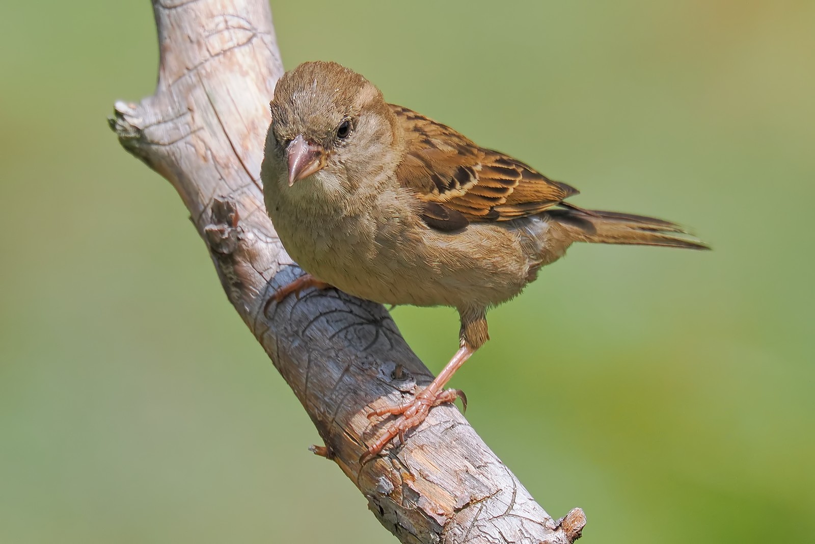 Nazwa:  wróbel291023jf.jpg
Wyświetleń: 60
Rozmiar:  222,9 KB