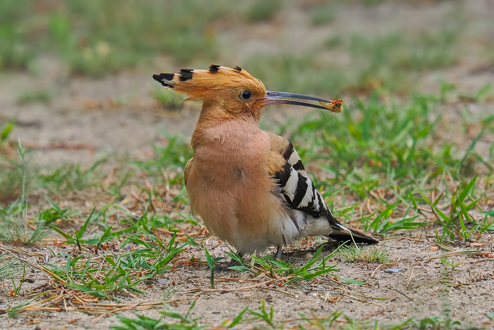 Nazwa:  dudek269094jf.jpg
Wyświetleń: 49
Rozmiar:  446,6 KB