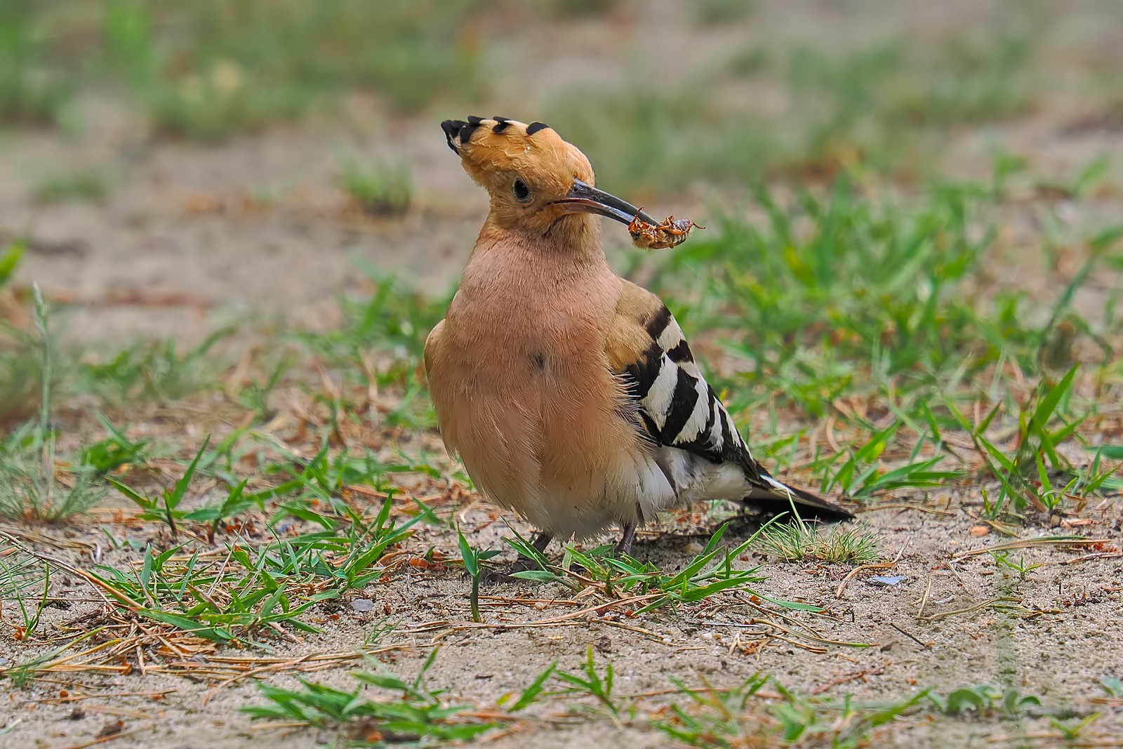 Nazwa:  dudek269103jf.jpg
Wyświetleń: 46
Rozmiar:  457,7 KB