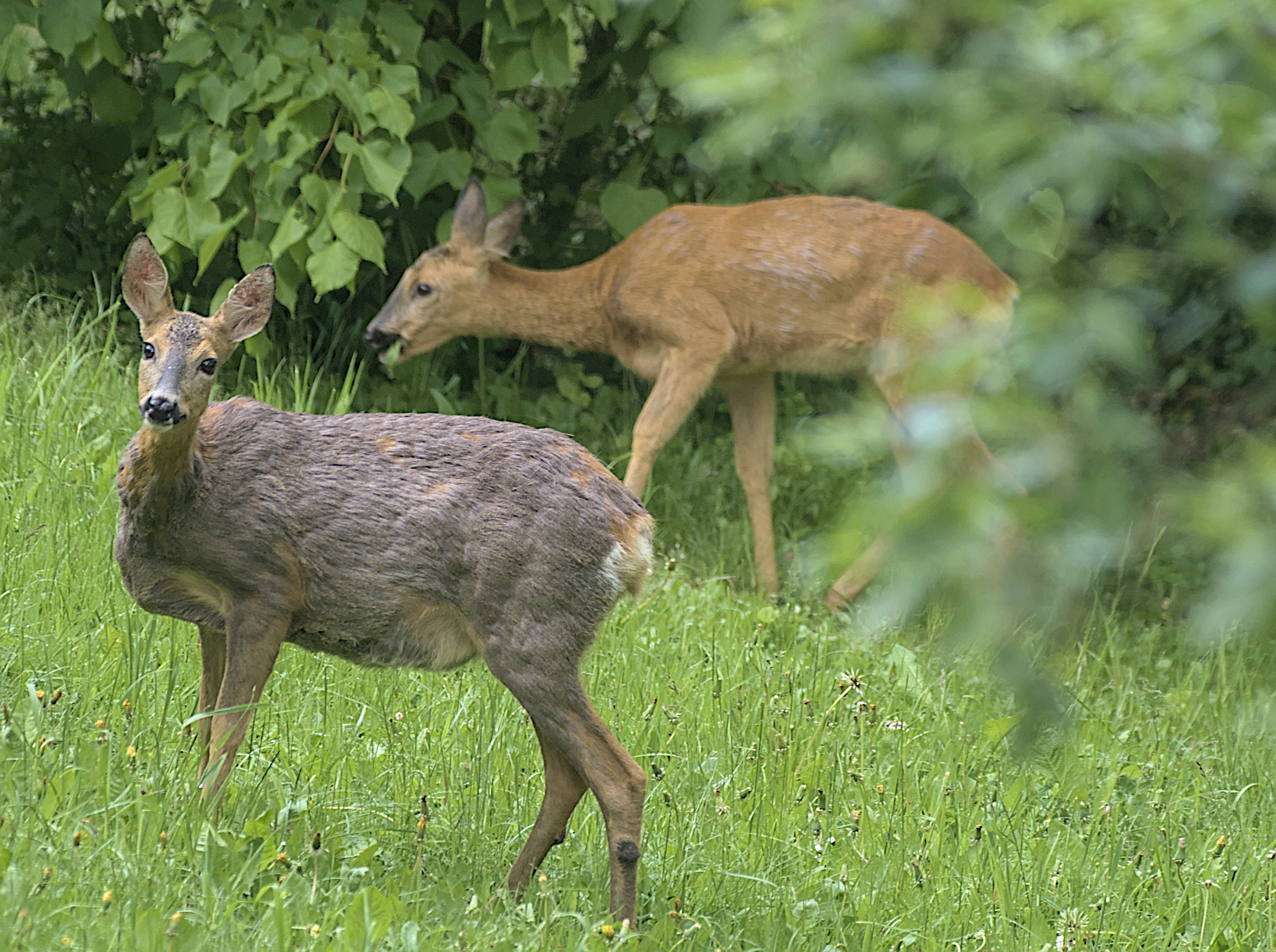 Kliknij obrazek, aby uzyskać większą wersję

Nazwa:	P5110361.jpg
Wyświetleń:	55
Rozmiar:	2,26 MB
ID:	270860