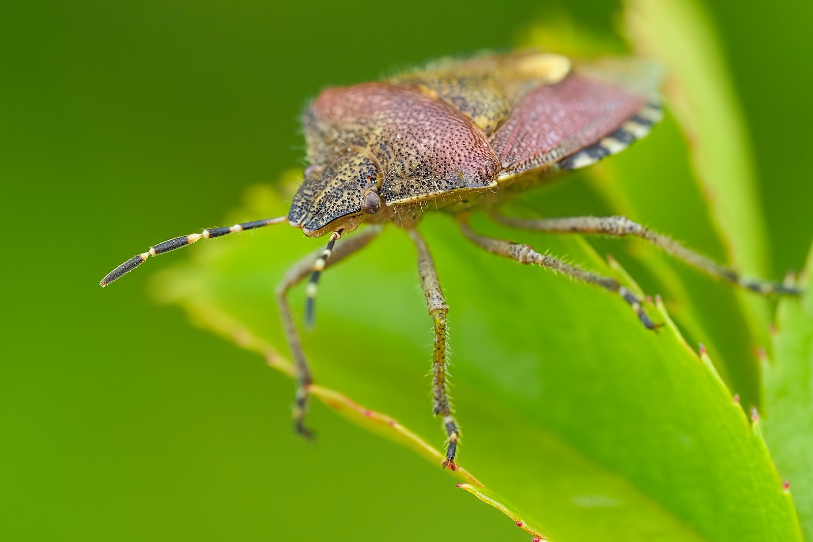 Nazwa:  plusknia041405mf.jpg
Wyświetleń: 58
Rozmiar:  158,5 KB