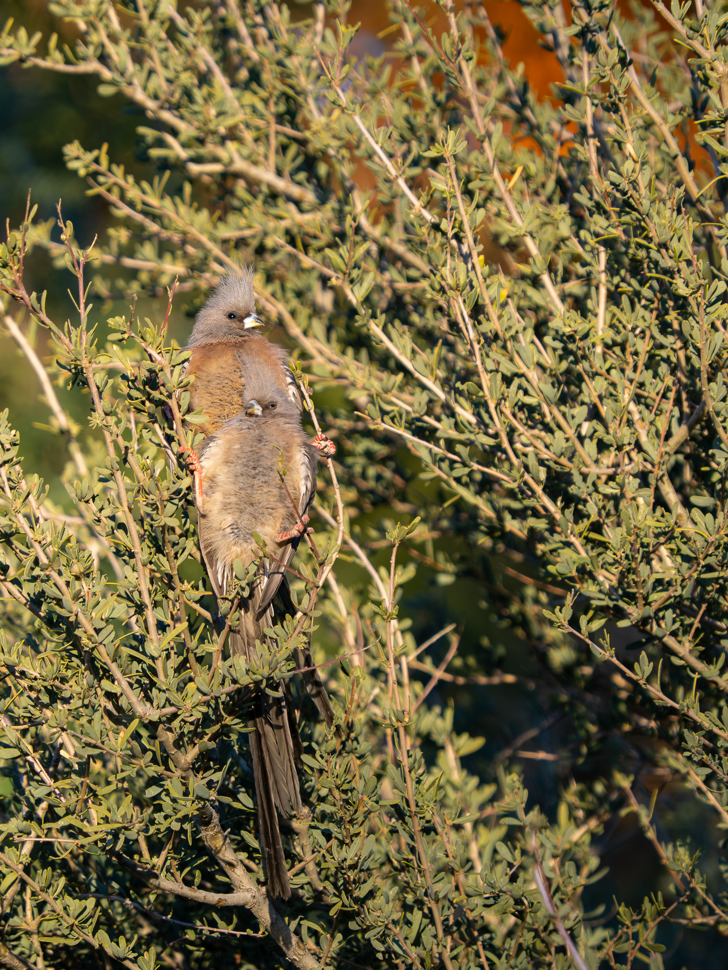 Nazwa:  Colius colius - Czepiga białogrzbieta - 20250626_164954_2000.jpg
Wyświetleń: 18
Rozmiar:  1,92 MB