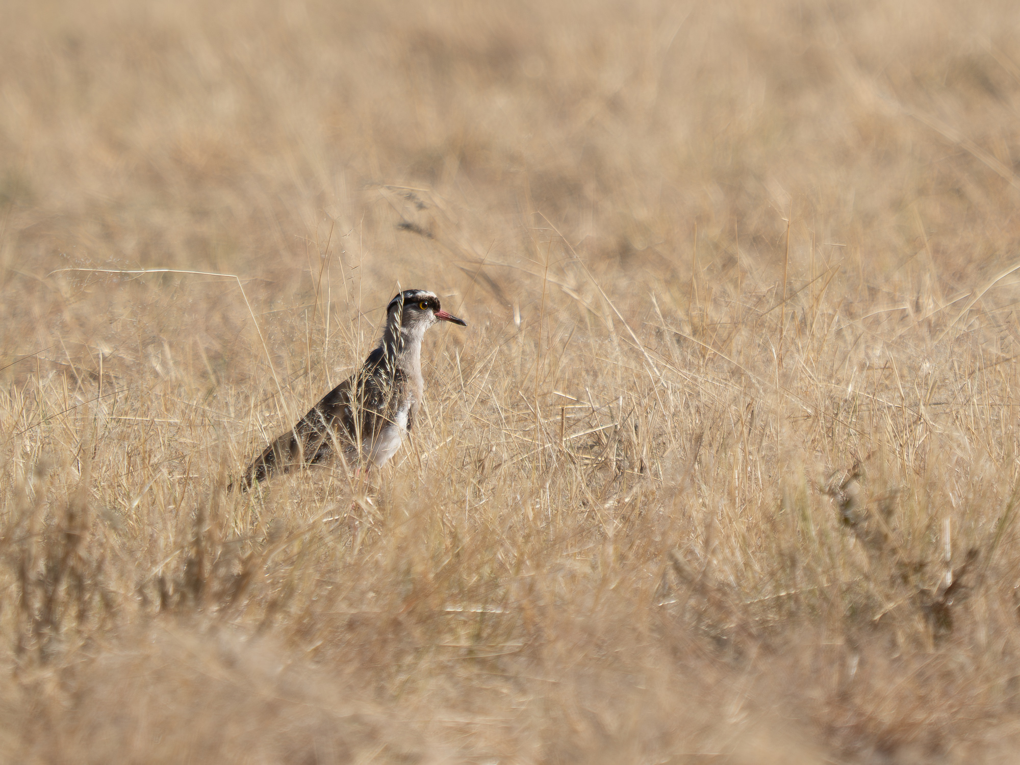 Nazwa:  Vanellus coronatus - Czajka czubata - 20250625_083907_2000.jpg
Wyświetleń: 16
Rozmiar:  1,10 MB